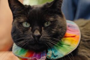 black cat with rainbow collar