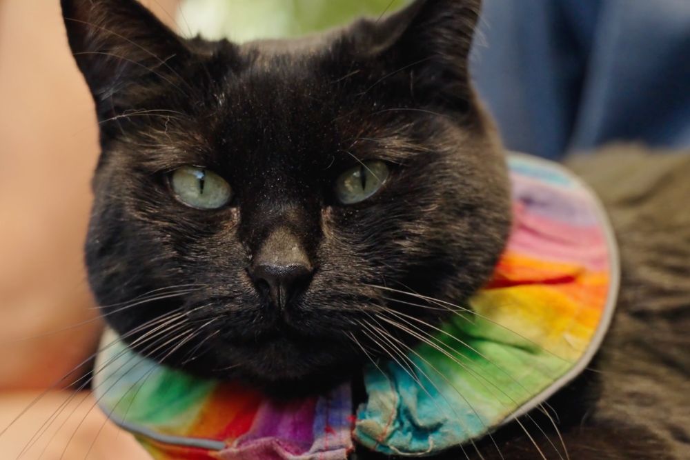 black cat with rainbow collar